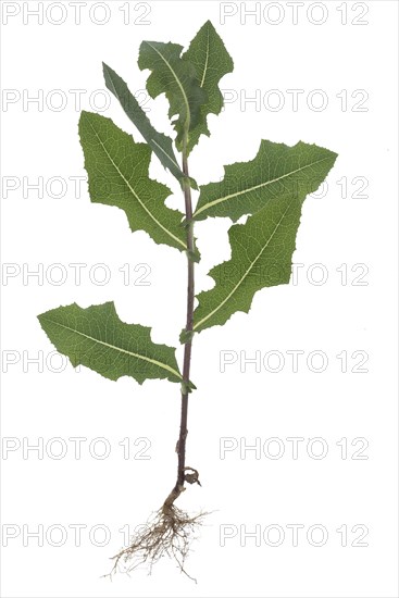 Prickly lettuce Lactuca serriola (Lactuca serriola) on white background