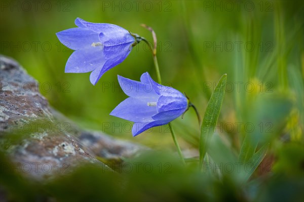 Harebell (Campanula rotundifolia)