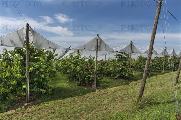 Cherry orchard with stretched hail protection