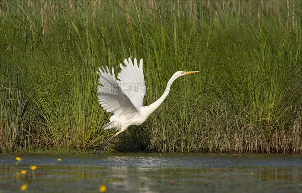 Great egret (Ardea alba)