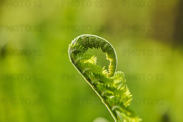 Male fern (Dryopteris filix-mas) or worm fern