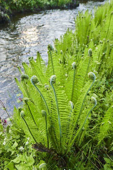 Male fern (Dryopteris filix-mas) growing at a little stream