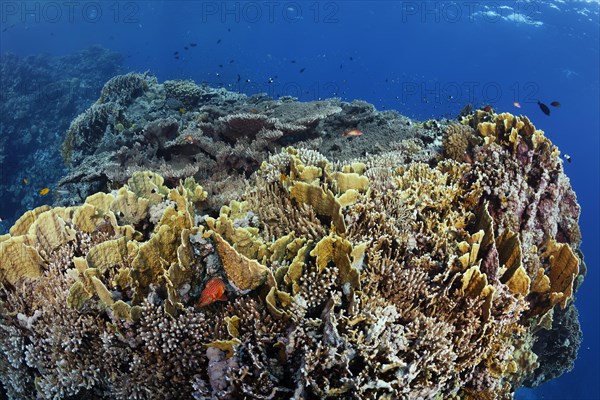 Reef top with dense growth on plates Fire coral (Millepora platyphyllia)