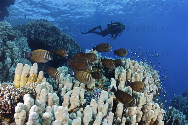 Diver observes shoal of sailfin Desjardin's sailfin tang (Zebrasoma desjardinii) on reef with various stony corals (Scleractinia) Red Sea