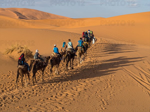 Tourists ride on Dromedary (Camelus dromedarius)