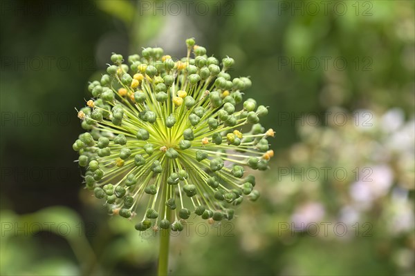 Seed stand of ornamental garlic (Allium)