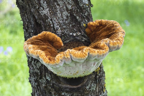 Shaggy bracket (Inonotus hispidus) on apple tree