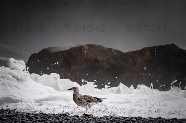 Seagull