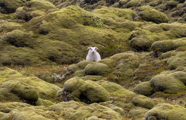 Domestic sheep (Ovis aries) in lava overgrown with Racomitrium elongatum