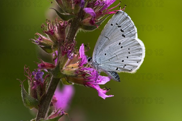 Holly Blue (Celastrina argiolus) on Purple loosestrife (Lythrum salicaria)