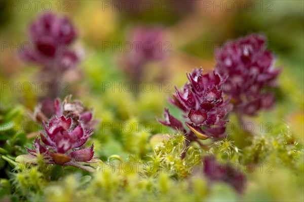 Arctic Thymus praecox (Thymus praecox ssp. arcticus)