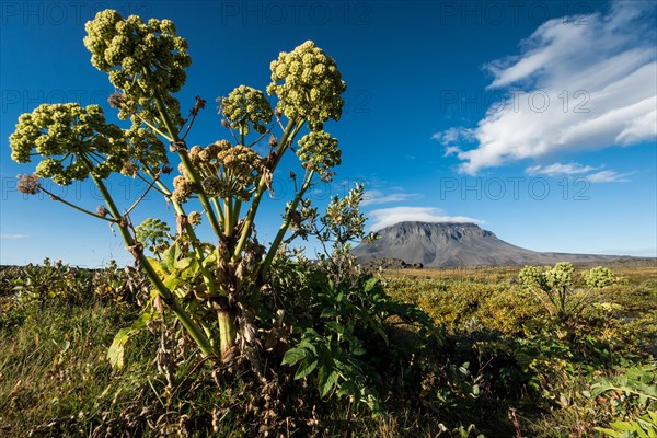 Norwegian angelica (Angelica archangelica) Heroubreioarlindir oasis