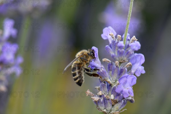 Honey bee (Apis mellifera)