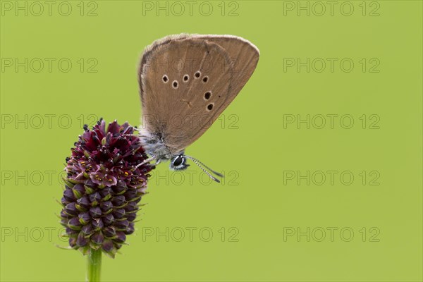 Dusky large blue (Glaucopsyche nausithous) on great meadow-blue (Sanguisorba officinalis)