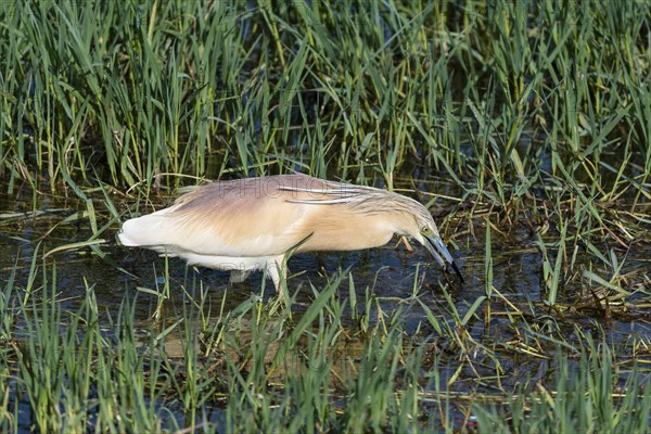 Squacco heron (Ardeola ralloides) foraging