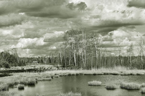 Pond with pond rushes (Schoenoplectus lacustris) in mire landscape