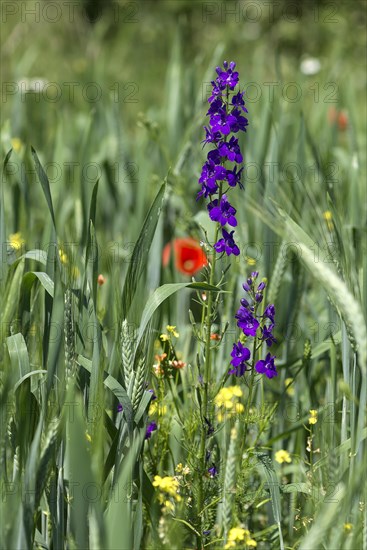 (Delphinium) in a cornfield