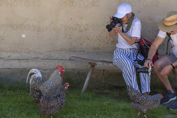 Photographer and photographer photographing chickens in the Franconian Open Air Museum