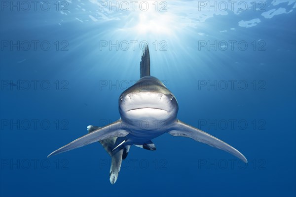 Oceanic whitetip shark (Carcharhinus longimanus) from the front in the backlight of the sun
