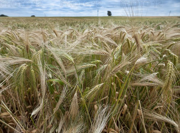 Grain field in the Rundlingsdorf Meuchelfitz