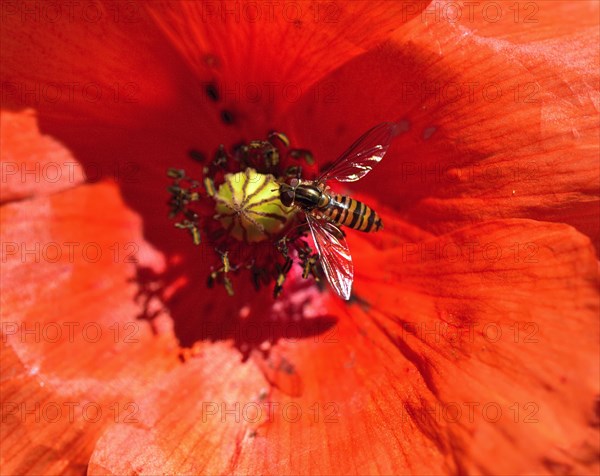 Hoverfly (Episyrphus balteatus) on flower poppy (Papaver rhoeas)
