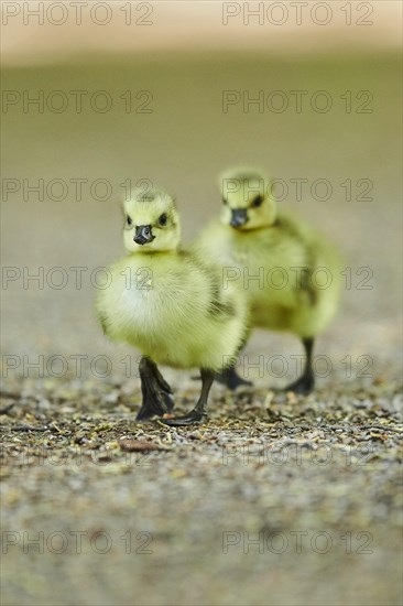 Canada goose (Branta canadensis)