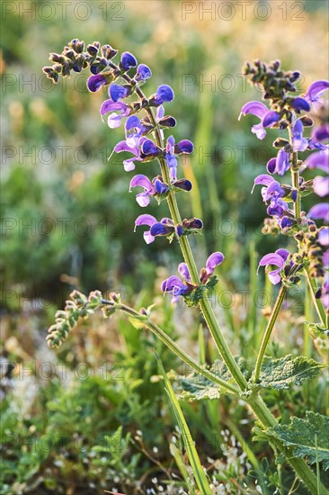 Meadow clary (Salvia pratensis) blooming in a meadow