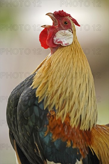 Bantam