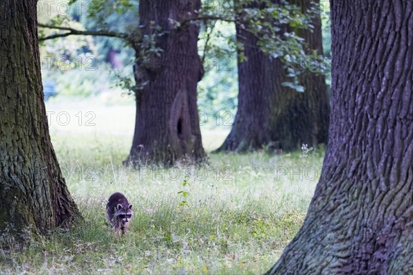 Raccoon (Procyon lotor) in a meadow in Oak grove