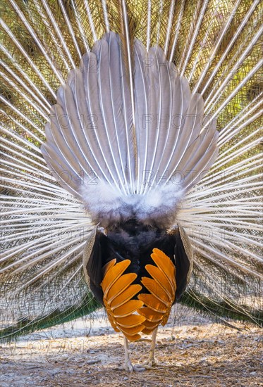 Peacock Indian peafowl (Pavo cristatus) beats wheel