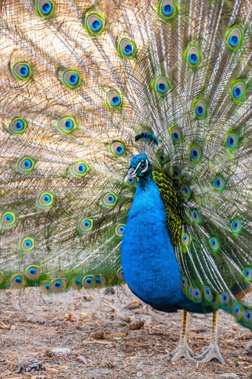 Peacock Indian peafowl (Pavo cristatus) beats wheel