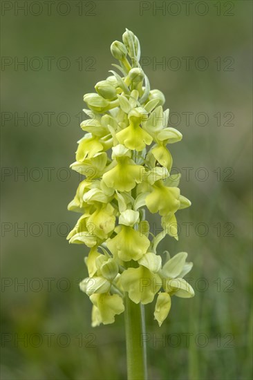 Pale-flowered orchid (Orchis pallens)