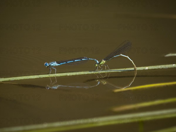 Azure damselflies (Coenagrion puella) laying eggs