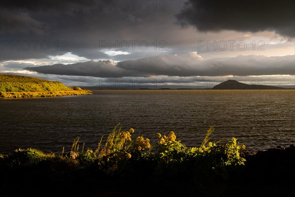 Norwegian angelica (Angelica archangelica) and grassy shore in the evening light