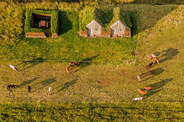 Icelandic horses grazing around horse stable and tool shed in original peat construction