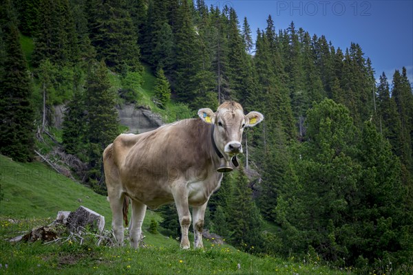 Tyrolean grey cattle on a pasture