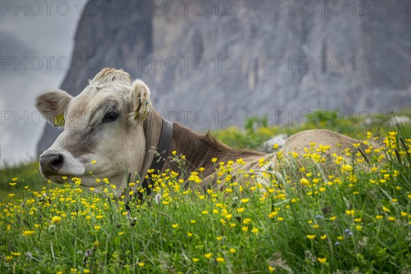 Tyrolean grey cattle on a pasture