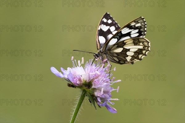 Marbled white (Melanargia galathea) on Field scabious (Knautia arvensis)