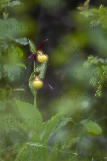 Yellow lady's slipper orchid (Cypripedium calceolus)