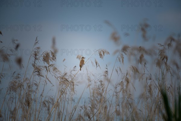 Reed warbler (Acrocephalus scirpaceus) Prignitz