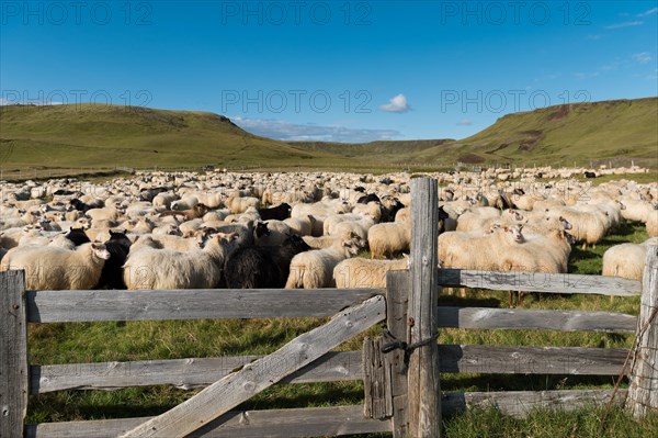 Domestic sheep (Ovis aries)