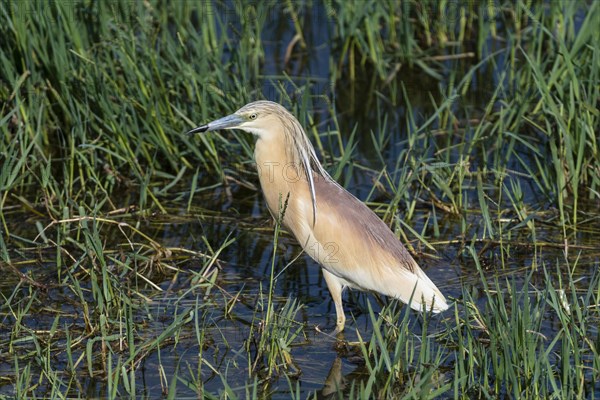 Squacco heron (Ardeola ralloides) foraging