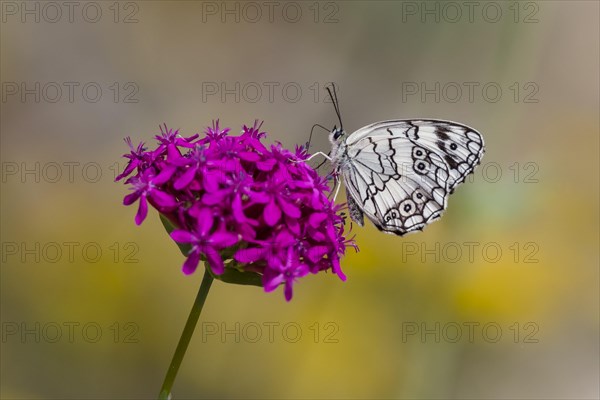 Marbled white (Melanargia galathea) sitting on flowering plant