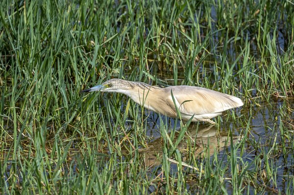 Squacco heron (Ardeola ralloides) foraging