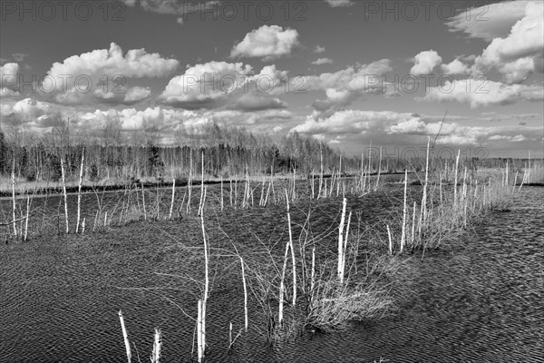 Dead birch trees (Betula pubescens) in a wet peat cutting area in a moor landscape