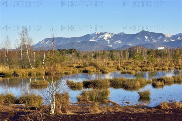 Moor pond with common Common Club-rushes (Schoenoplectus lacustris) and group of trees Common pine (Pinus sylvestris) and Downy birch (Betula pubescens)