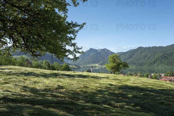 Mown meadow