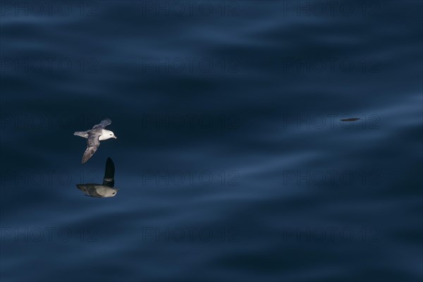 Northern fulmar (Fulmarus glacialis) in flight reflected on the sea surface