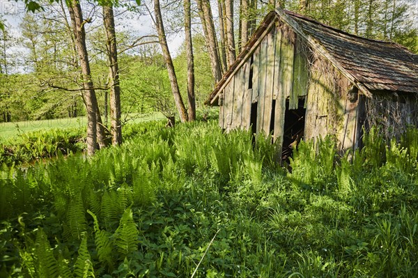 Cabin standing in the middle of male fern (Dryopteris filix-mas)