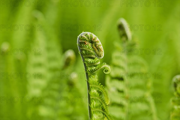 Male fern (Dryopteris filix-mas)